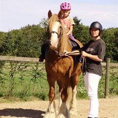 Irish Cob aidan