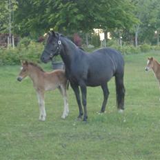 New Forest Bianca Annerup