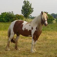 Tinker Piebald Irish Kiki