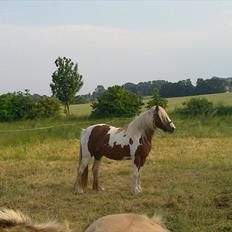 Tinker Piebald Irish Kiki