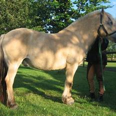 Fjordhest Sputnik - R.I.P.