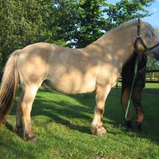 Fjordhest Sputnik - R.I.P.