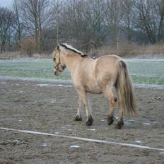 Fjordhest Sputnik - R.I.P.