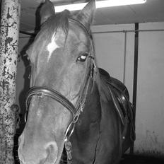 Anden særlig race Svifnick - ferie hest