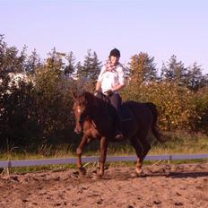 Anden særlig race Svifnick - ferie hest