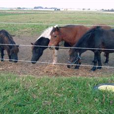 Anden særlig race Rikke (natsjerne) 