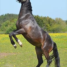 Oldenborg Okholms Armani II egen avl