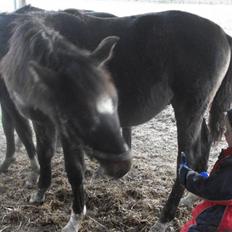 Oldenborg Okholms Armani II egen avl