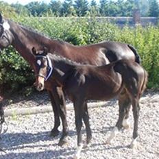 Oldenborg Okholms Armani II egen avl