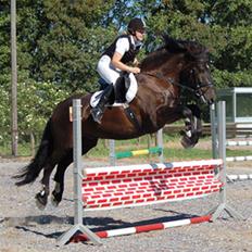 Nordsvensk Skovhest Linus