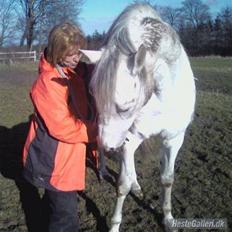 Anden særlig race  Bayul (the King)