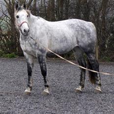 Hollandsk Varmblod Sandy RIP