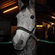 Hollandsk Varmblod Sandy RIP