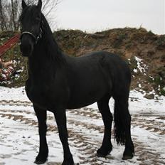 Frieser Marrit fan Tomas-hof STER