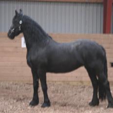 Frieser Marrit fan Tomas-hof STER