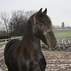 Frieser Rieuwkje G. - SOLGT