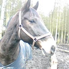 Dansk Varmblod Bambus (passer lidt)