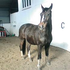 Dansk Varmblod Bambus (passer lidt)