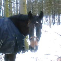 Dansk Varmblod Bambus (passer lidt)