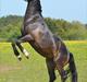 Oldenborg Okholms Armani II egen avl