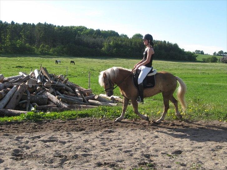 Anden særlig race Nemo Bit billede 16