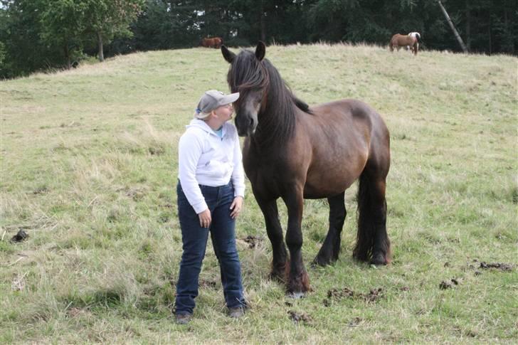 Nordsvensk Skovhest Tage - Charme, selvtillid og lækkert hår billede 1