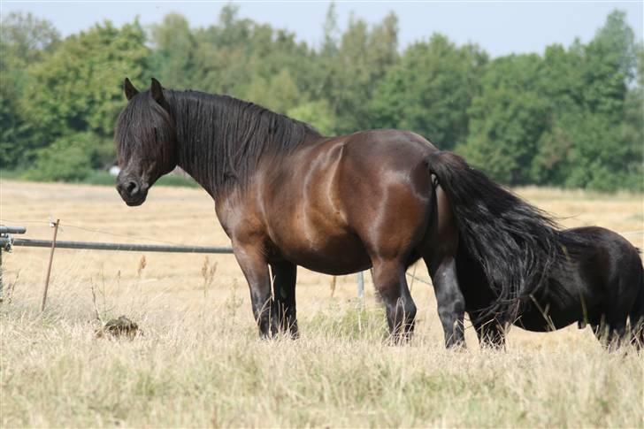 Nordsvensk Skovhest Tage billede 3