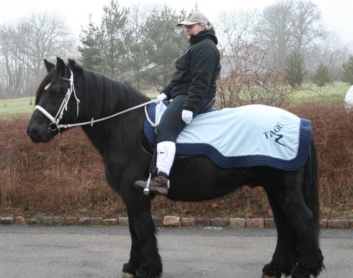 Nordsvensk Skovhest Tage billede 7