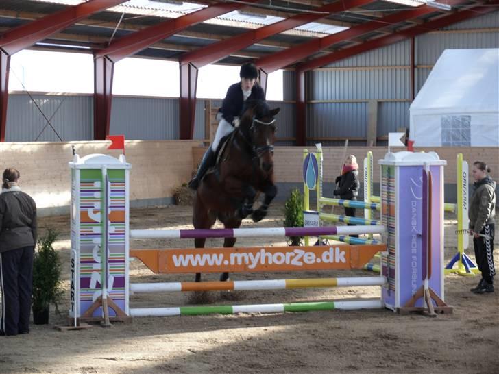 Tysk Varmblod Gentelmann Jazz billede 14