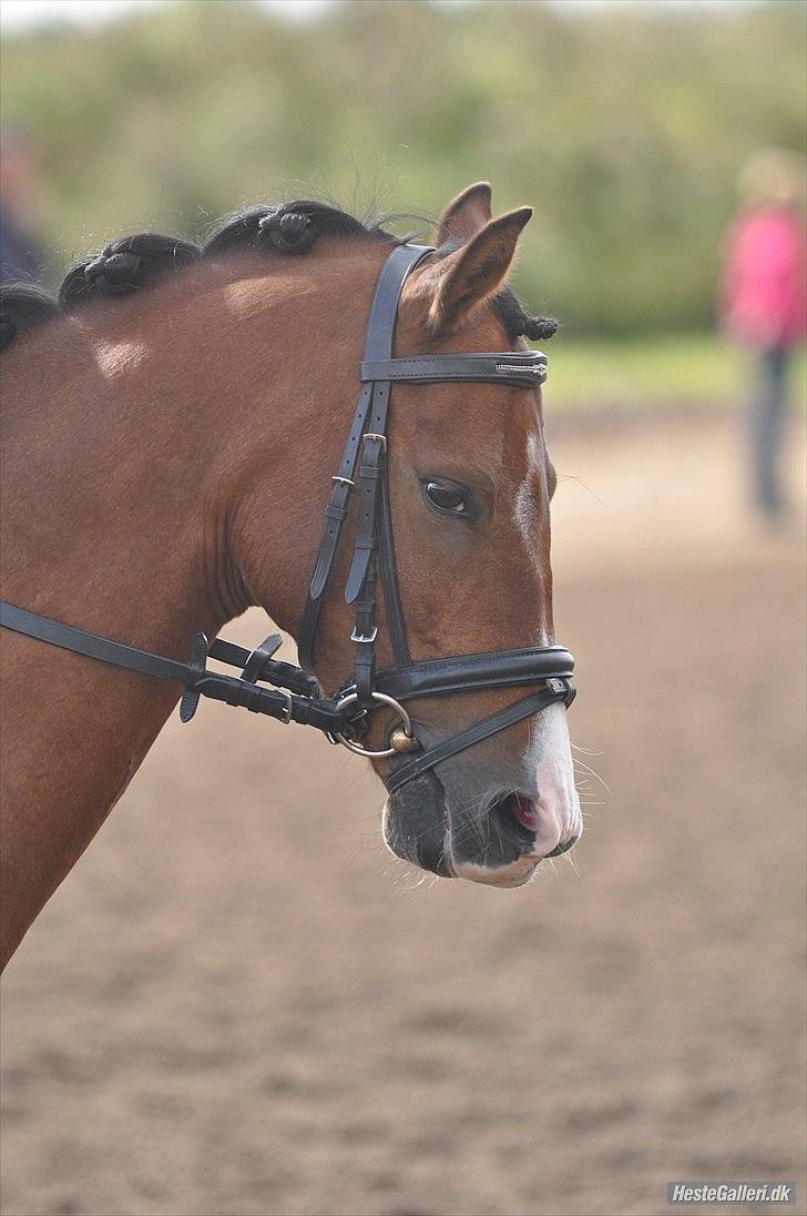 DSP Lundgårds Adonis  - {1}velkommen til Adonis^. læg gerne en bedømmelse & en kommentar. FOTO: CVJ-FOTO billede 1