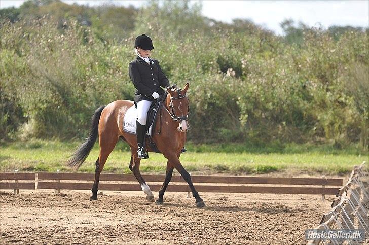 DSP Lundgårds Adonis  - {2} Adonis & Maria i Guldager. FOTO: CVJ-FOTO. Jeg savner dig Adonis! billede 3