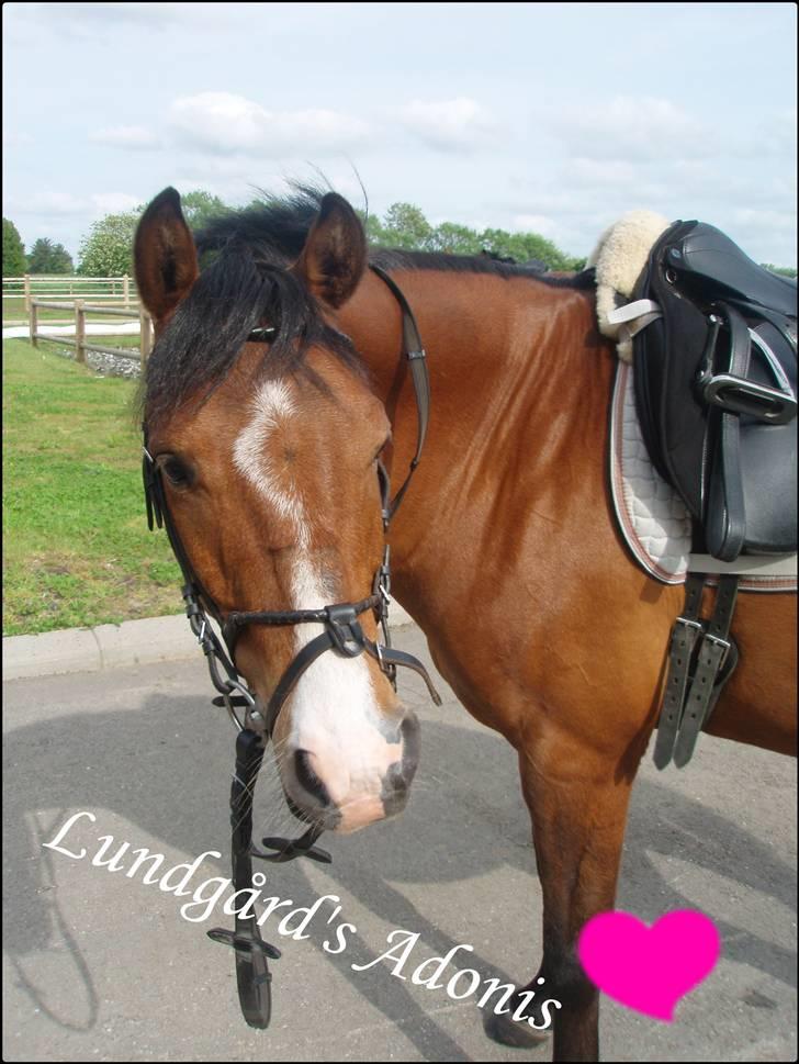 DSP Lundgårds Adonis  - {3}  billede 4