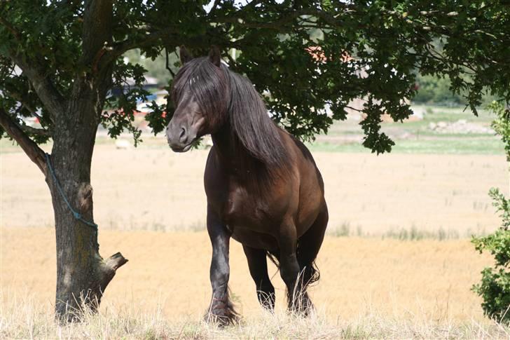 Nordsvensk Skovhest Tage billede 9