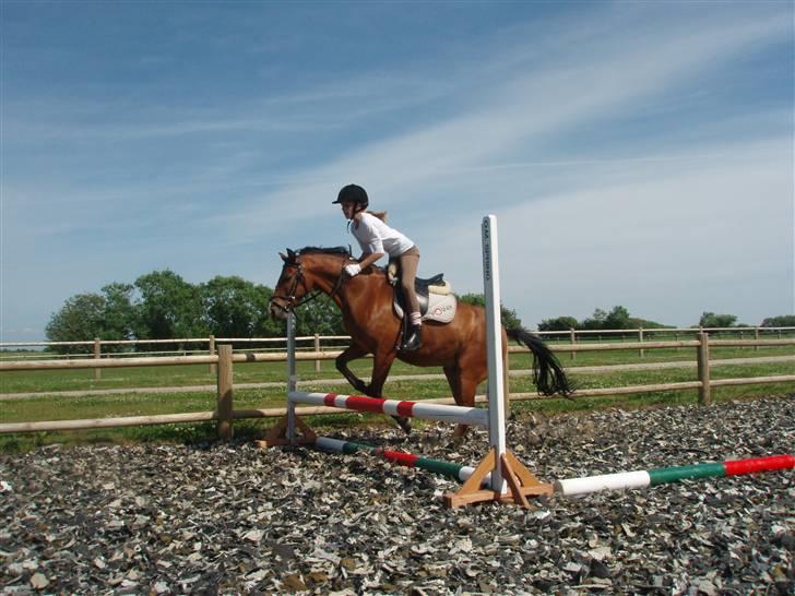 DSP Lundgårds Adonis  - {4}  billede 5