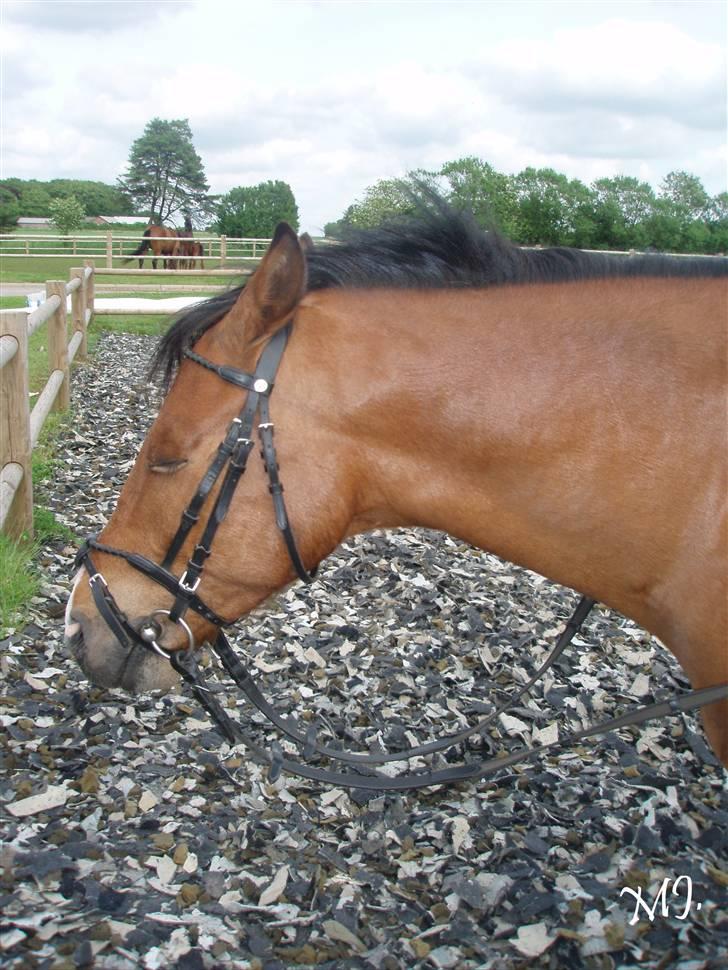 DSP Lundgårds Adonis  - {5}-  billede 6