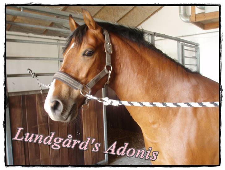 DSP Lundgårds Adonis  - {6}  billede 7