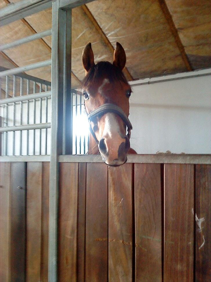 DSP Lundgårds Adonis  - {7}  billede 8