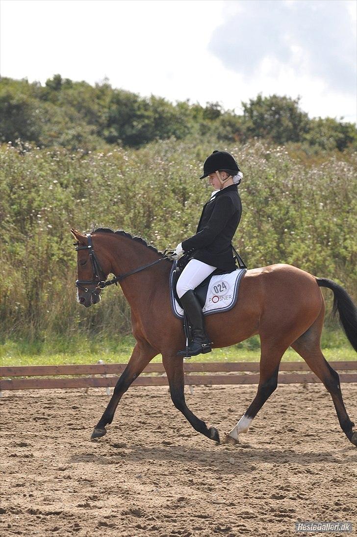 DSP Lundgårds Adonis  - {8} Adonis & Maria i Guldager. FOTO: CVJ-FOTO. billede 9