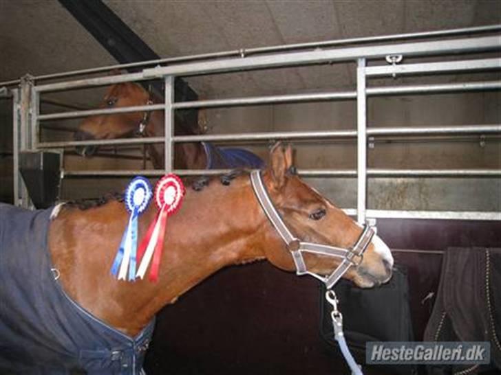 DSP Lundgårds Adonis  - {9} i miss you. *HAR LÅNT BILLEDET AF MARIA SOM DER EJER HAM NU!* billede 10