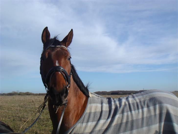 Tysk Varmblod Gentelmann Jazz billede 15