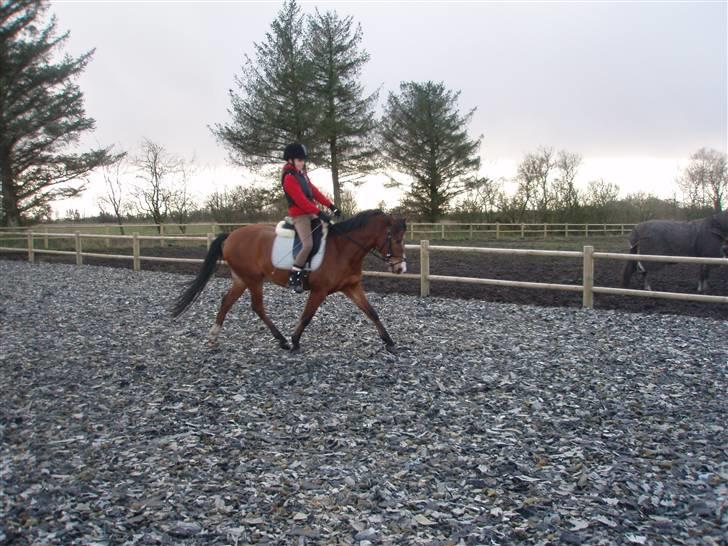 DSP Lundgårds Adonis  - {10}  billede 11