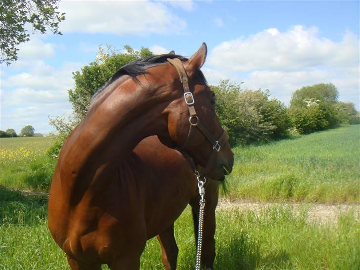 Tysk Varmblod Gentelmann Jazz billede 16