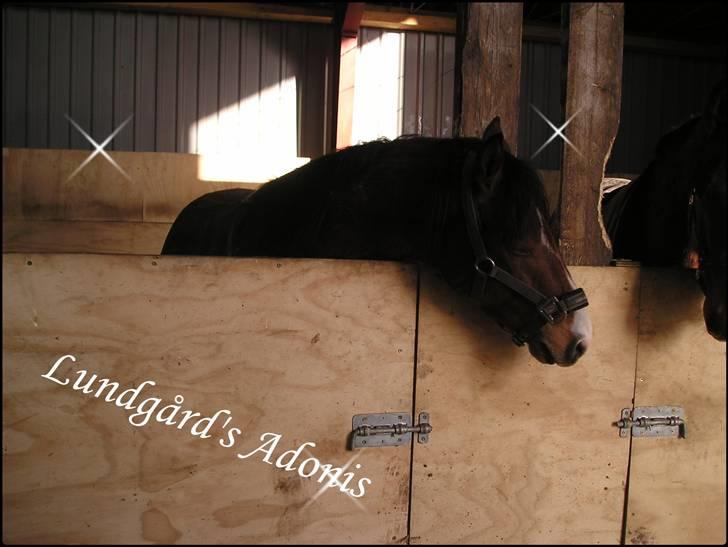 DSP Lundgårds Adonis  - {11}  billede 12