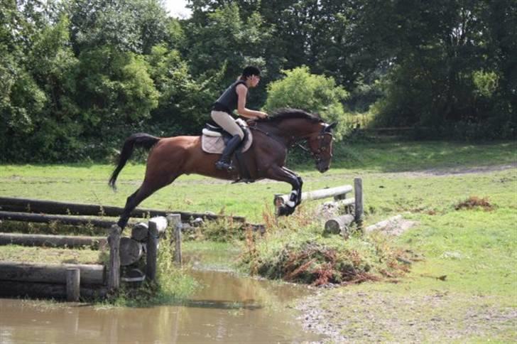 Tysk Varmblod Gentelmann Jazz - Elsker den hest ! <3 billede 17