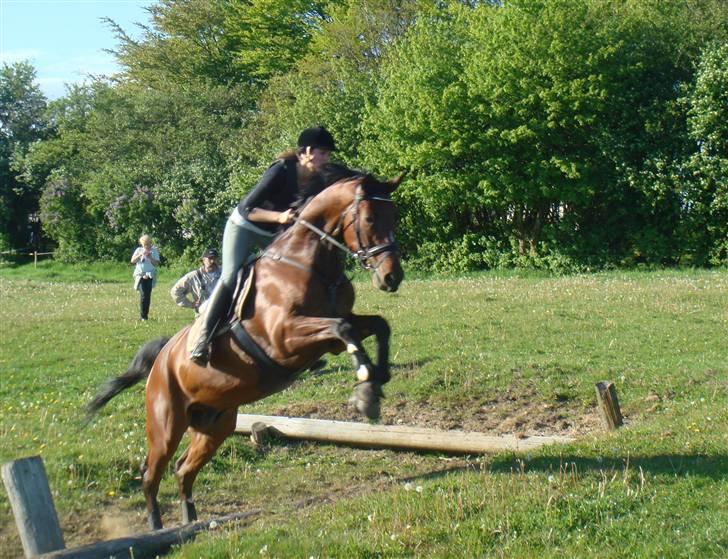 Tysk Varmblod Gentelmann Jazz billede 18