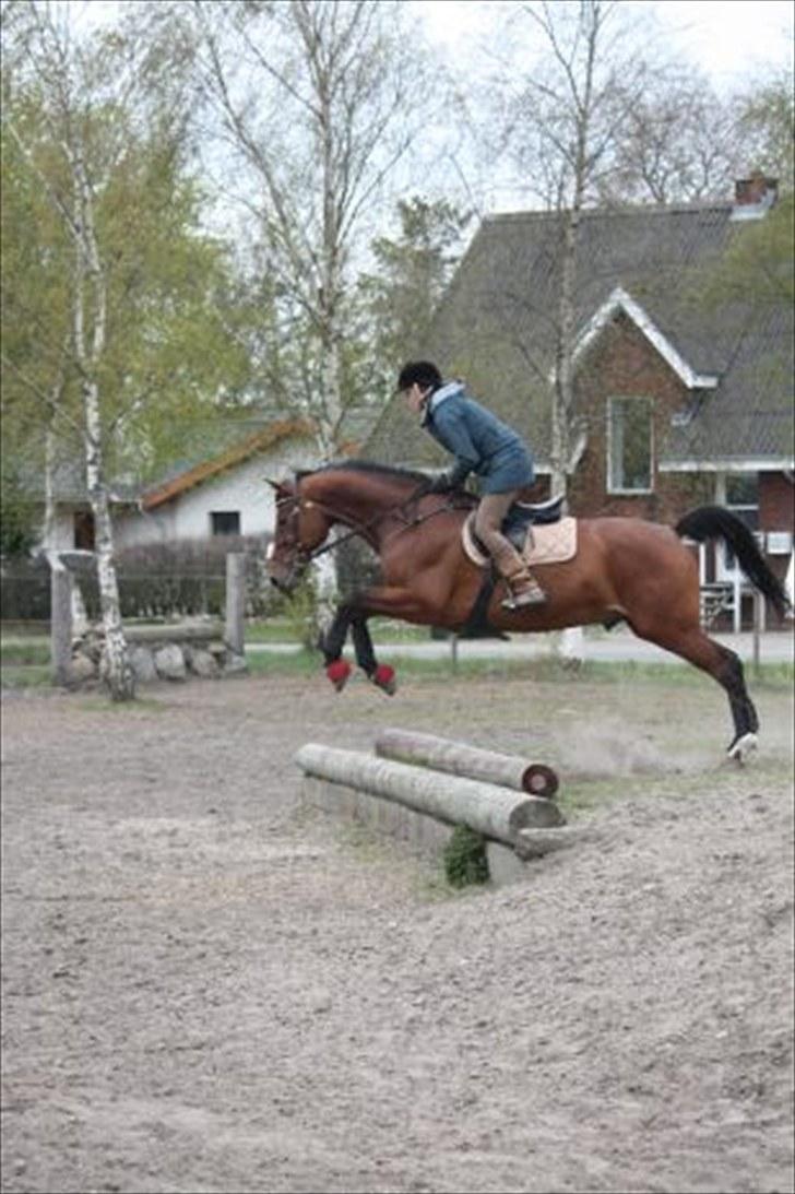 Tysk Varmblod Gentelmann Jazz - Samling ved landstræneren billede 19