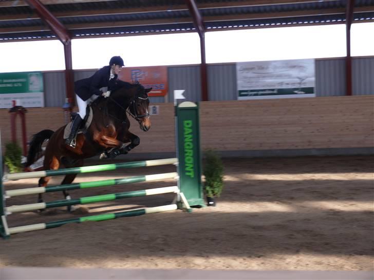 Tysk Varmblod Gentelmann Jazz billede 20