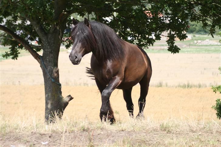 Nordsvensk Skovhest Tage billede 10