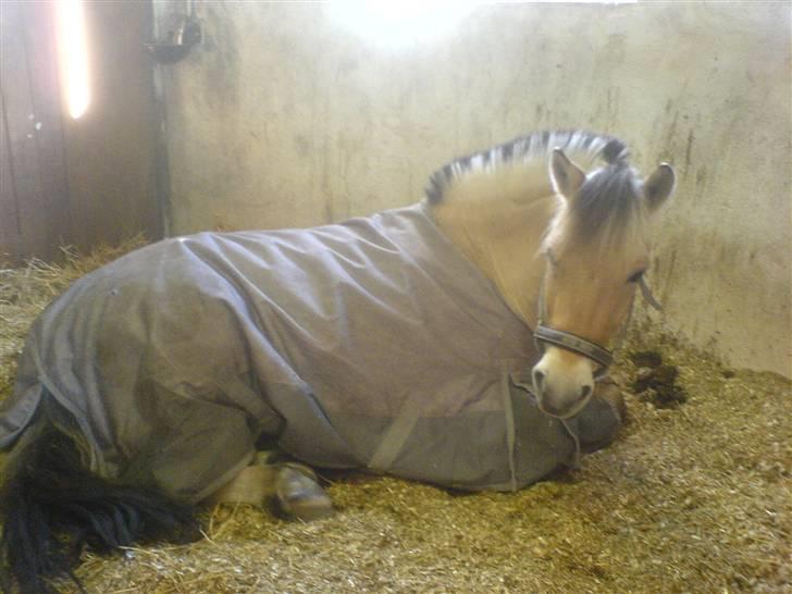 Fjordhest Milo *SOLGT* billede 1