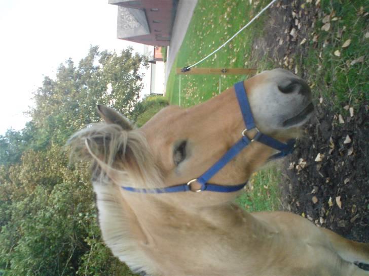 Fjordhest Milo *SOLGT* billede 2